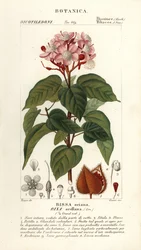 Achiote vagy rúzsfa, Bixa orellana