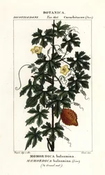 Afrikai uborka, Momordica balsamina