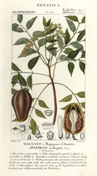 Amerikai mahagóni, Swietenia mahagoni