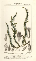 Lázcsillapító fontinalis moha, Fontinalis antipyretica