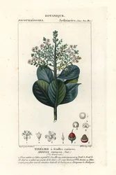 Marhafa, Ardisia coriacea