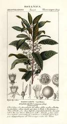 Áfonyahamu, Elaeocarpus cyaneus