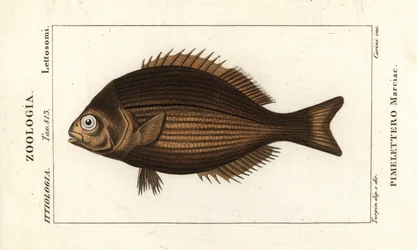 Sárgaréz domolykó, Kyphosus vaigiensis