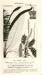 Sörtepáfrány, Trichomanes botryoides