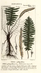Sörtéjű páfrány, Trichomanes elegans