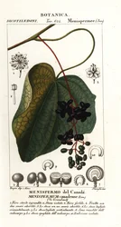 Kanadai holdmag, Menispermum canadense