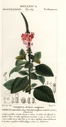 Cserélhető bársony, Stachytarpheta cserélhető