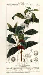 Kávé, Coffea arabica, Caffe d’Arabia