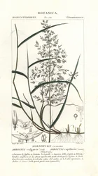 Közönséges hajlított, Agrostis capillaris
