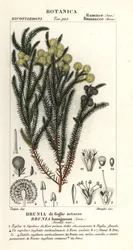Közönséges gyapotbokor, Berzelia lanuginosa