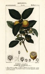 Közönséges guajava, Psidium guajava