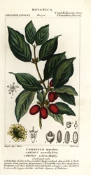 Kornél cseresznye, Cornus mas
