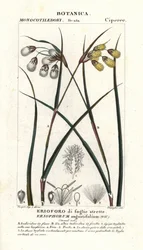Gyapotfű vagy gyapotsás, Eriophorum angustifolium