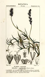 Göndör mesquite, Hilaria cenchroides