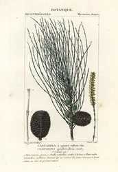 Lelógó sheoak, Allocasuarina verticillata