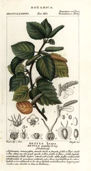 Törpe nyír, Betula pumila