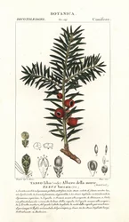 Európai tiszafa, Taxus baccata