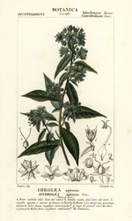 Hamis hegedűlevél, Hydrolea spinosa