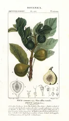 Fügefa és gyümölcs, Ficus carica