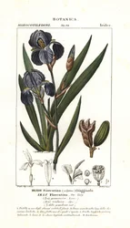 Firenzei írisz, Iris germanica var florentina