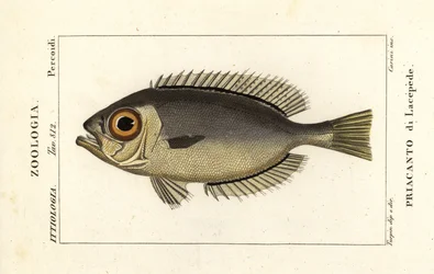 Szemüveges nagyszeműek, Heteropriacanthus cruentatus