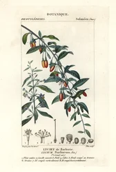 Goji bogyó, Lycium barrum