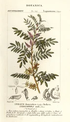 Guatemalai indigó, Indigofera suffruticosa