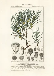 Gyrostemon ramulosus fa