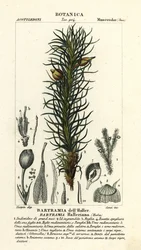 Haller-alma moha, Bartramia halleriana