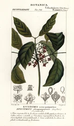 Hamilton orsófa, Euonymus hamiltonianus