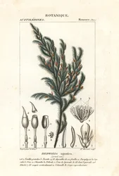 Hedwigia aquatica moha