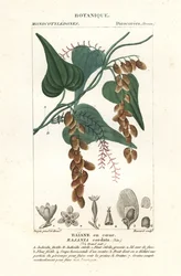 Himber fa, Rajania cordata