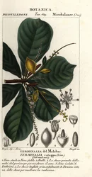Indiai mandula, Terminalia catappa