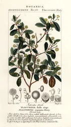 Indiai szilva, Flacourtia indica