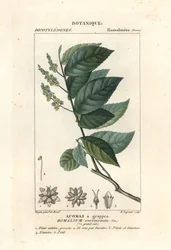 Vasfa, Homalium clusterumus