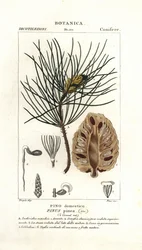 Olasz kőfenyő, Pinus pinea
