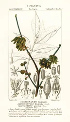 Japán szegfűbors, Chimonanthus praecox