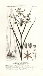 Közös rohanás, Juncus articulatus