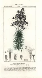 Vörösfenyőlevél vagy fa kiváltó növény, Stylidium laricifolium