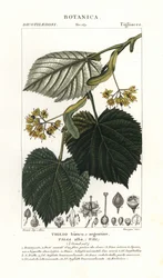Hársfa vagy hársfa, Tilia alba