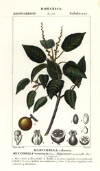 Manchineel vagy strand almafa, Hippomane mancinella