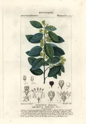 Mediterrán homoktövis, Rhamnus alaternus