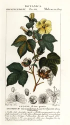 Mexikói pamut, Gossypium hirsutum