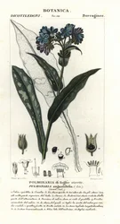 Keskenylevelű tüdőfű, Pulmonaria angustifolia