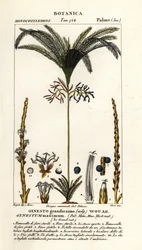 Pálmafa, Geonoma maxima