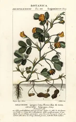 Földimogyoró vagy földimogyoró, Arachis hypogaea
