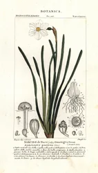 Költő nárcisz, Narcissus poeticus