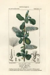 Kecskefűz, Salix caprea
