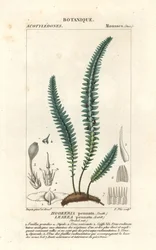 Tollmoha vagy álpáfránymoha, Cyathophorum bulbosum