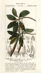 Vörös mangrove, Rhizophora mangle